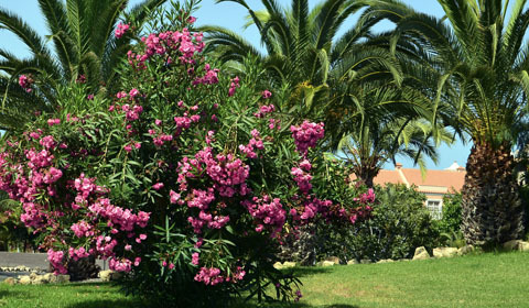 Mediterranean Care Guide
