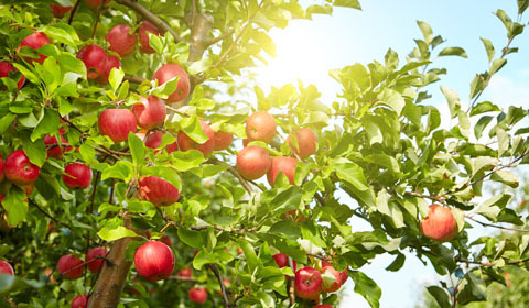 Fruit Tree Planting Guide
