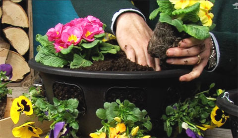 Easy Fill Basket Planting Guide