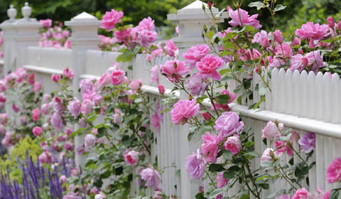 Rose Planting Guide