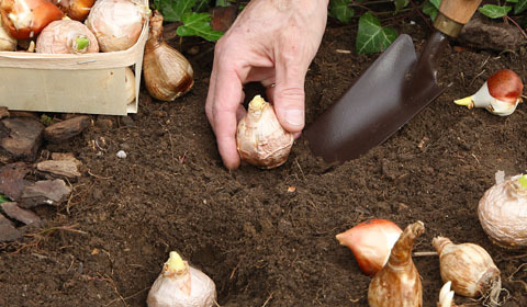 Bulb Planting Guide
