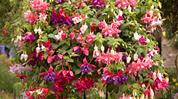 Jumbo American Double Trailing Fuchsias