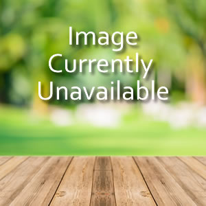 Standard Holly Trees with 'Pinecone' Planters